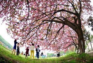 樱花校园最新大爆料,独家爆料带你探秘校园风云 第2张 樱花校园最新大爆料,独家爆料带你探秘校园风云 第2张